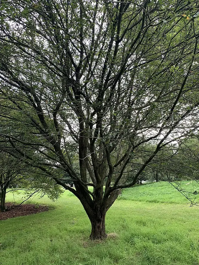 Malus fusca - Flowering Tree,Medicinal Herbs,Tree,Web page Navigation ...