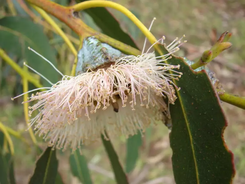 Eucalyptus globulus - Evergreen Leaves,Medicinal Herbs - Blue Gum ...