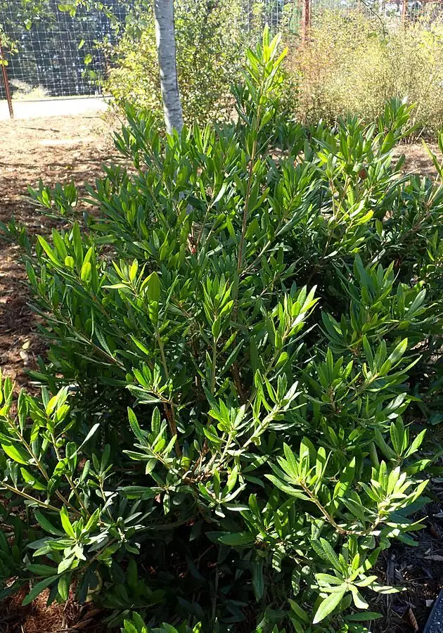 Myrica californica - Shrub - California Bayberry, Pacific Wax Myrtle