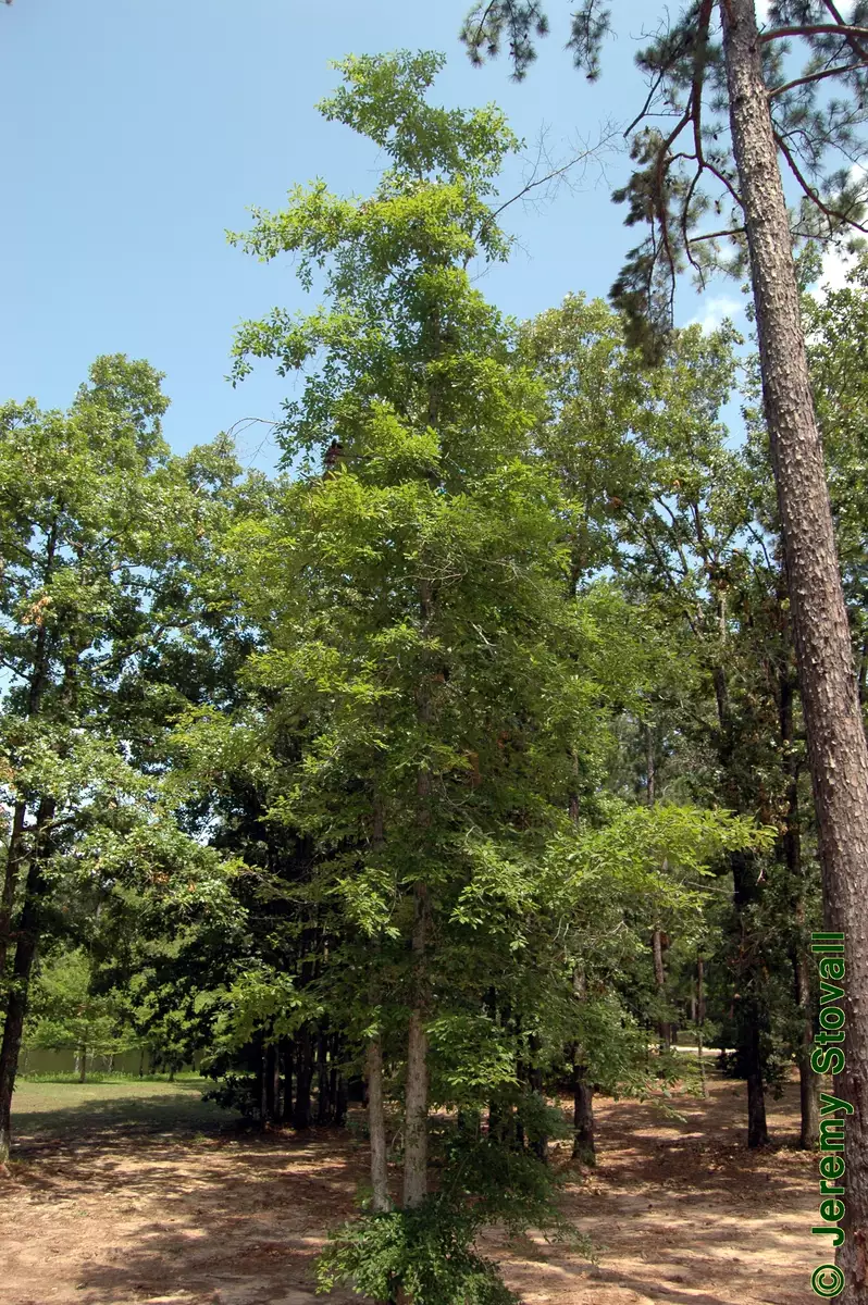 Nyssa sylvatica var. biflora - Deciduous - Swamp Blackgum, Swamp Tupelo