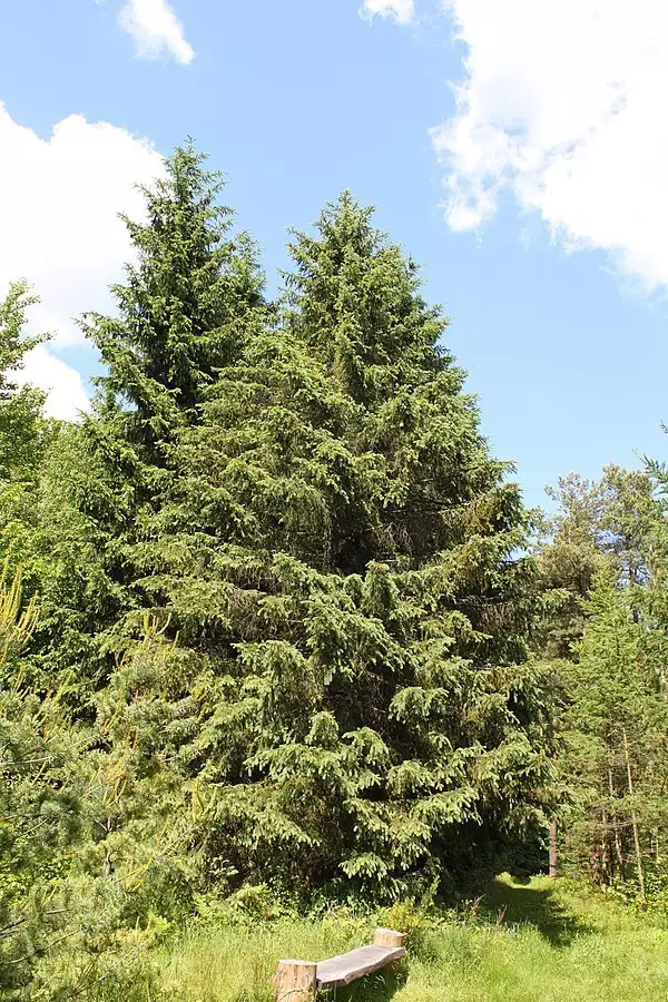 Picea schrenkiana - Bonsai,Conifer - Schrenk's Spruce