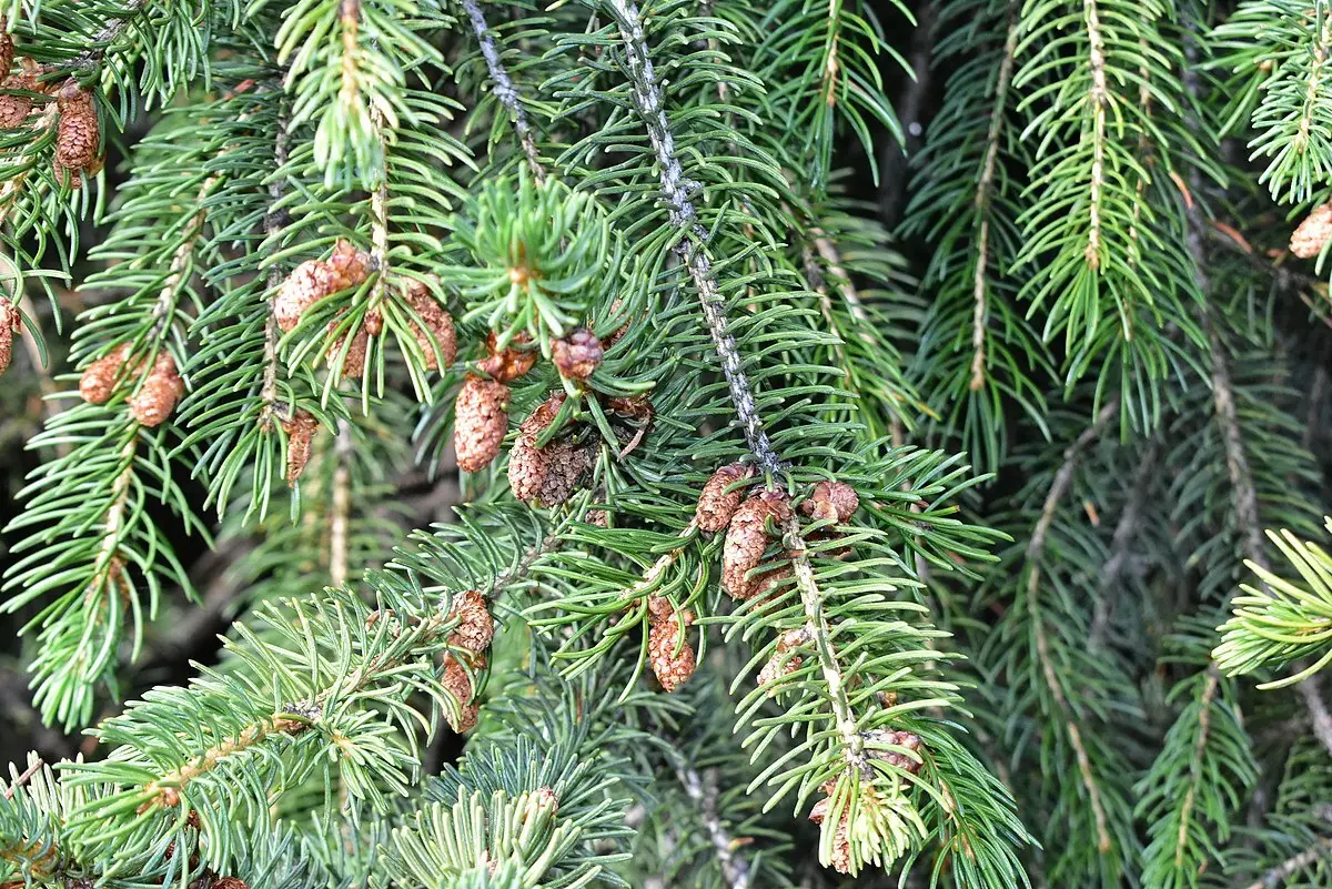 Picea schrenkiana - Common Bonsai,Conifer - Schrenk's Spruce