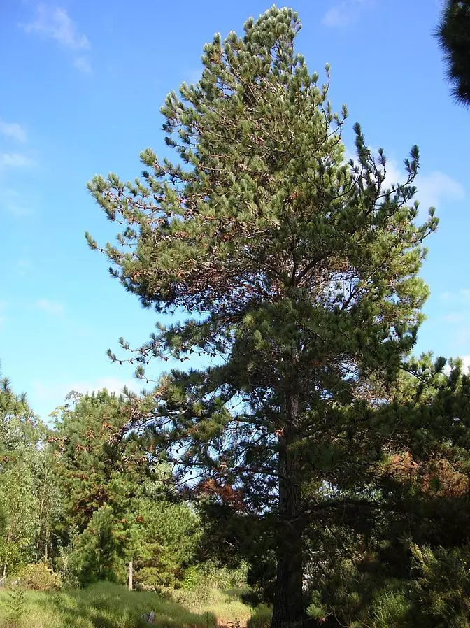 Pinus caribaea var. hondurensis - Conifer - Caribbean Pine, Honduras Pine