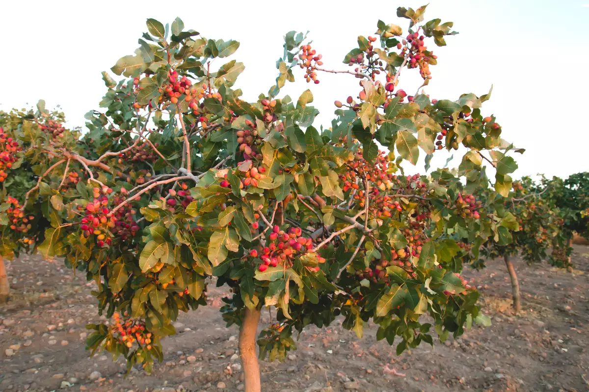 Pistacia vera - Edible Fruit/Nuts,Fruits - Pistachio, Pistachio Nut