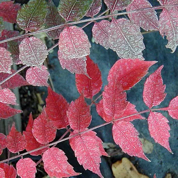 Rhus potaninii dried berries Deciduous,Medicinal Herbs Chinese