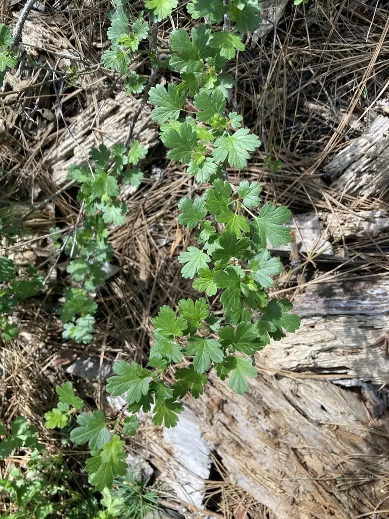 Ribes roezlii - Shrub,Web page Navigation - Sierra Gooseberry