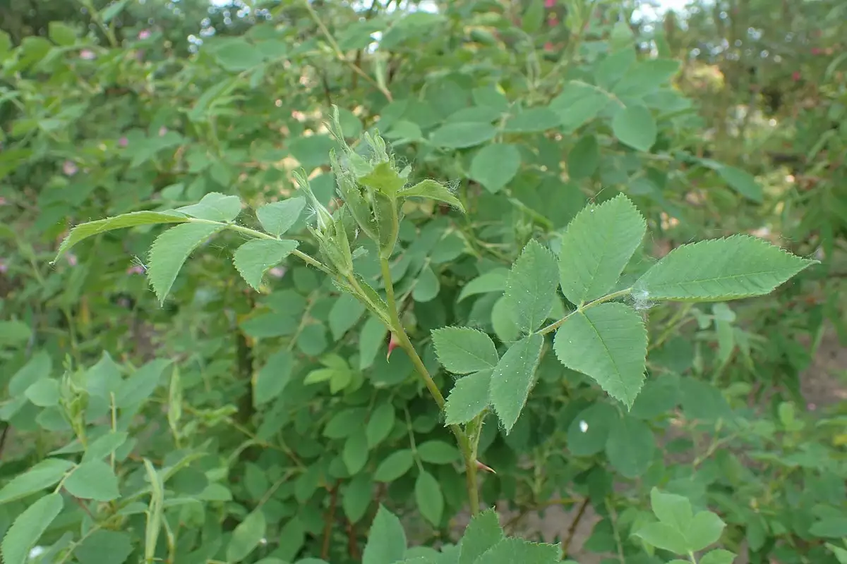 Rosa davurica - Shrub - Amur Rose, Cinnamon Rose, Daurian Rose