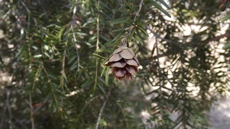 Tsuga chinensis - Common Bonsai,Conifer - Chinese Hemlock