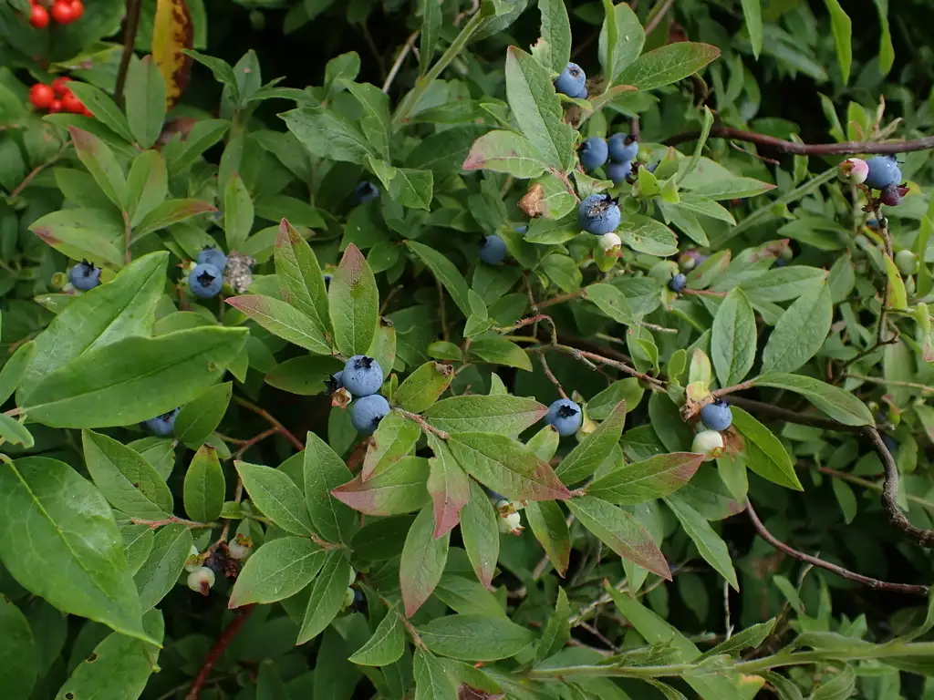 Vaccinium myrtilloides - Endangered Species,Medicinal Herbs,Shrub,Web ...