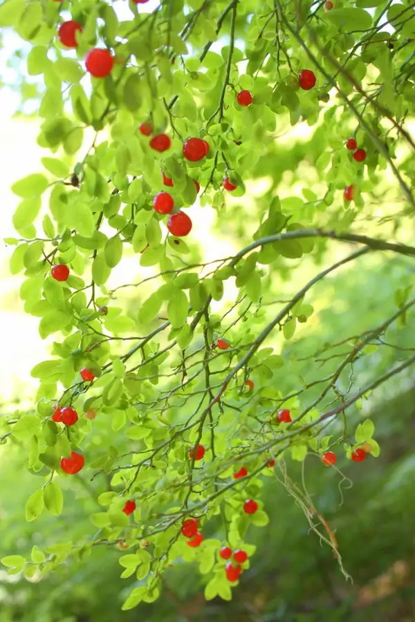 Red Hackberry Vaccinium parvifolium - Medicinal Herbs,Shrub,Web page Navigation - Red ...