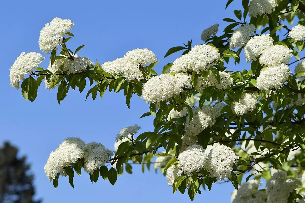 Viburnum prunifolium fruits Shrub Blackhaw