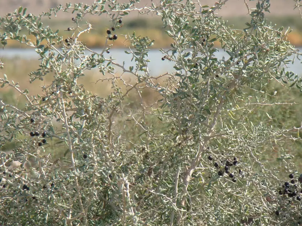 Lycium Ruthenicum Lycium ruthenicum - Medicinal Herbs,Shrub,Web page Navigation - Black ...