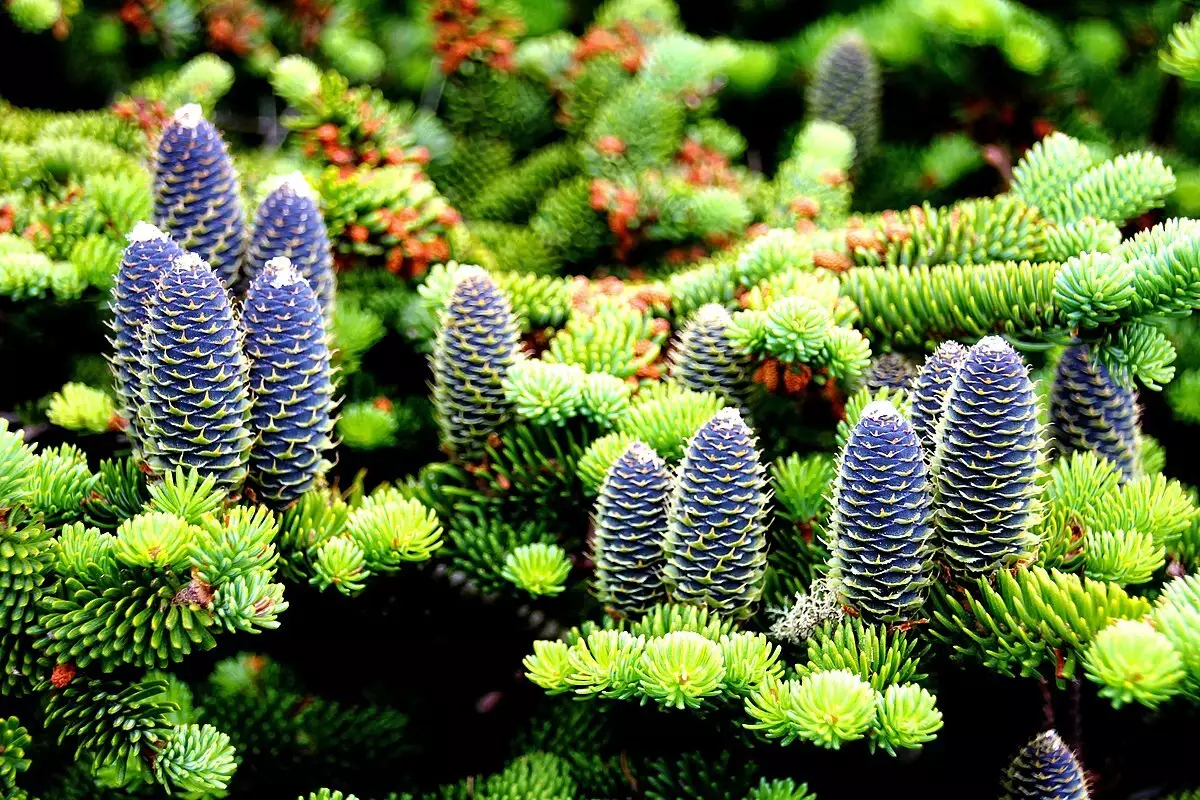 Abies balsamea var. phanerolepis Nova Scotia Conifer Bracted Balsam