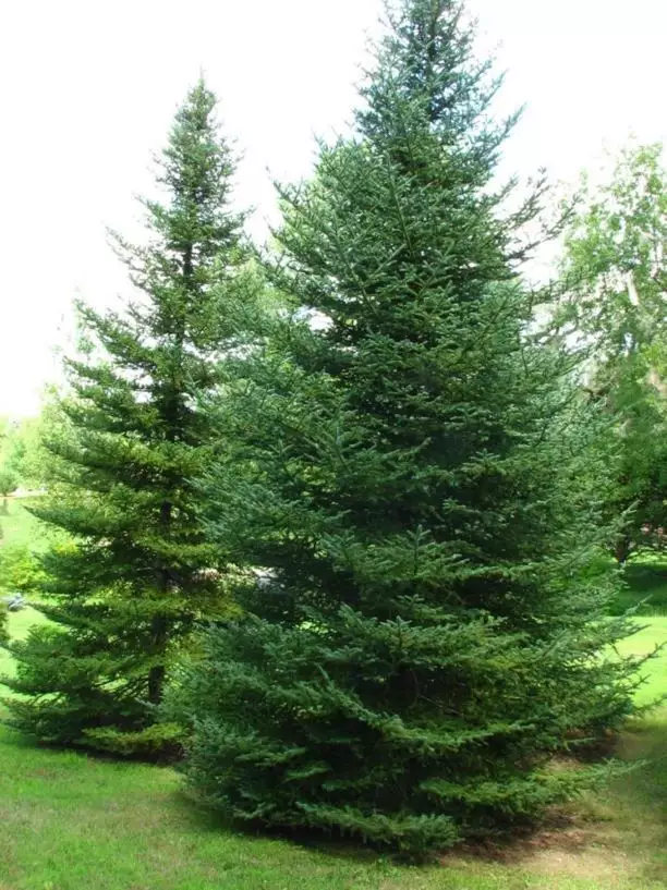 Abies balsamea var. phanerolepis Nova Scotia - Conifer - Bracted Balsam ...