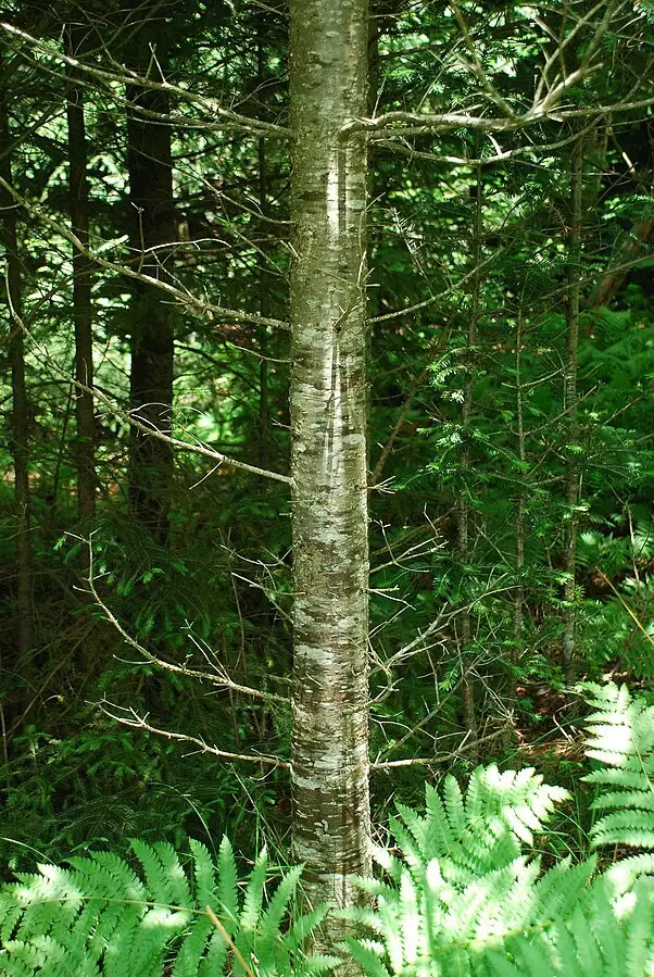 Abies balsamea var. phanerolepis Nova Scotia Conifer Bracted Balsam