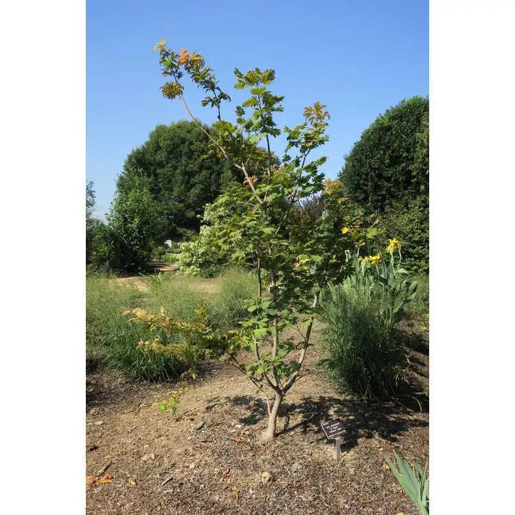 Musami Tree Acer japonicum 'Oisami' fresh/green seed - Common Bonsai,Hardwood ...