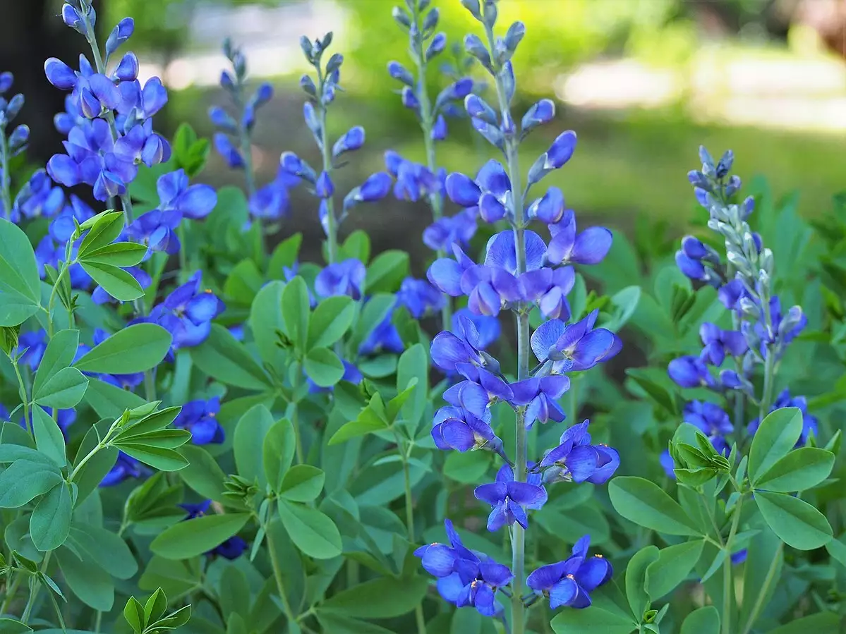 Baptisia australis Herbaceous Plants,Medicinal Herbs,Perennial
