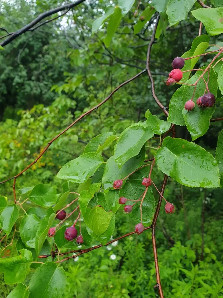 Amelanchier Arborea Clean Seed - Flowering Tree - Common Serviceberry ...