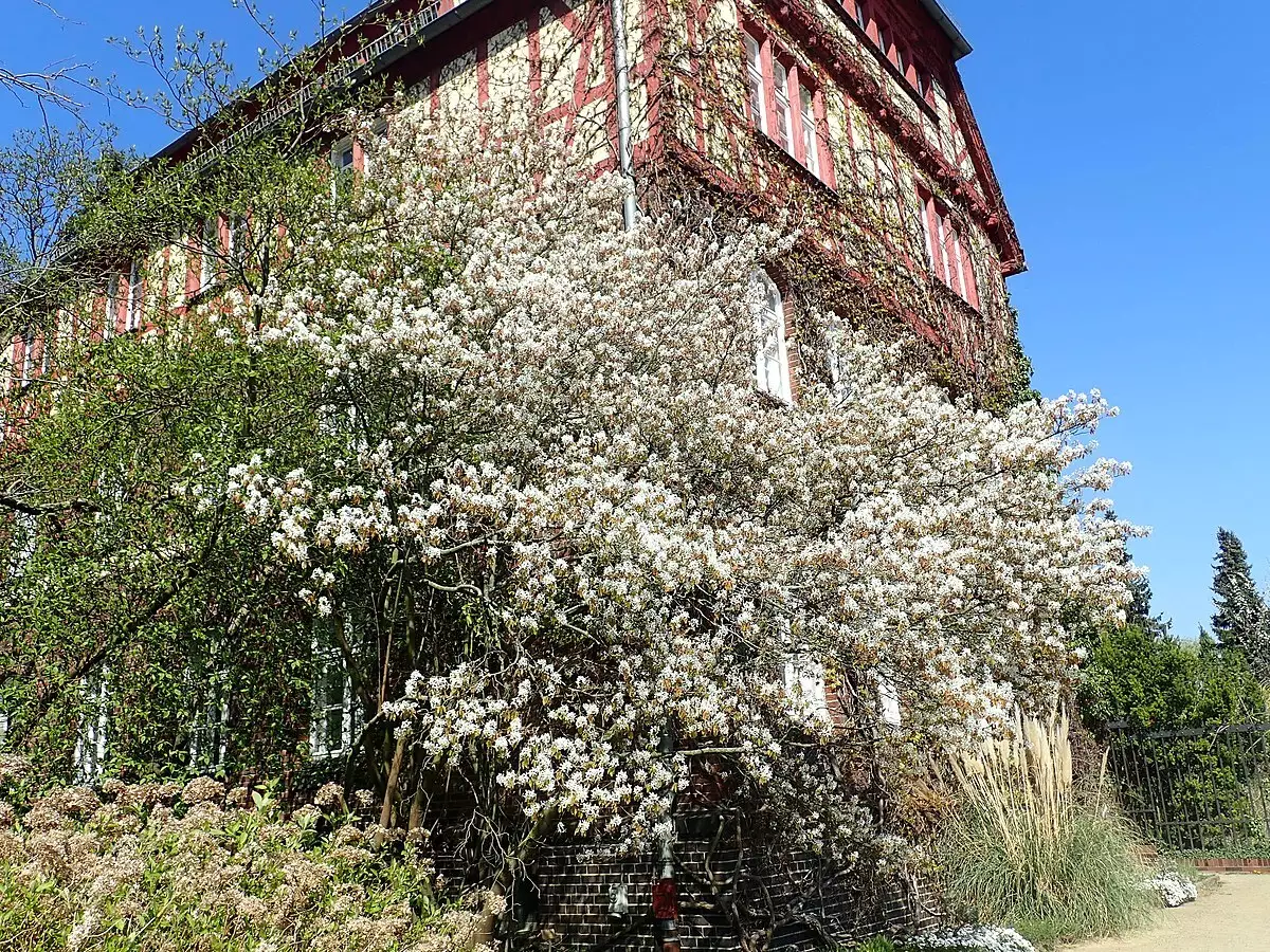 Amelanchier Arborea Clean Seed - Flowering Tree - Common Serviceberry ...