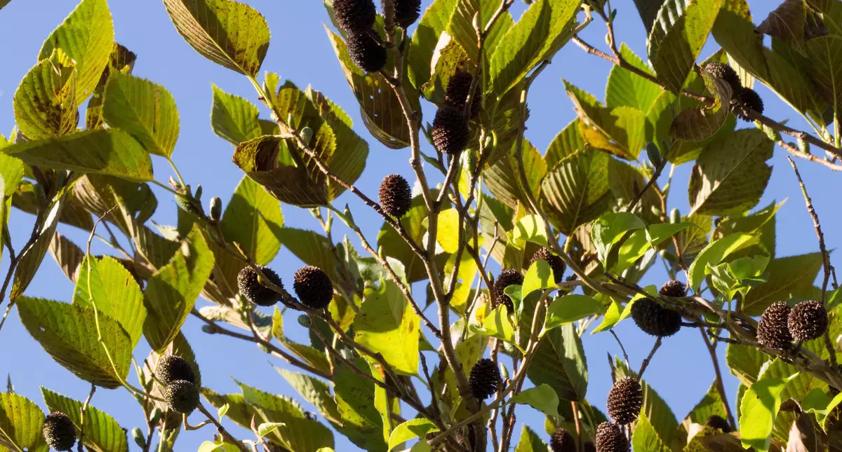 Alnus firma Deciduous,Tree Asian Alder, Firma Alder, Japanese Green