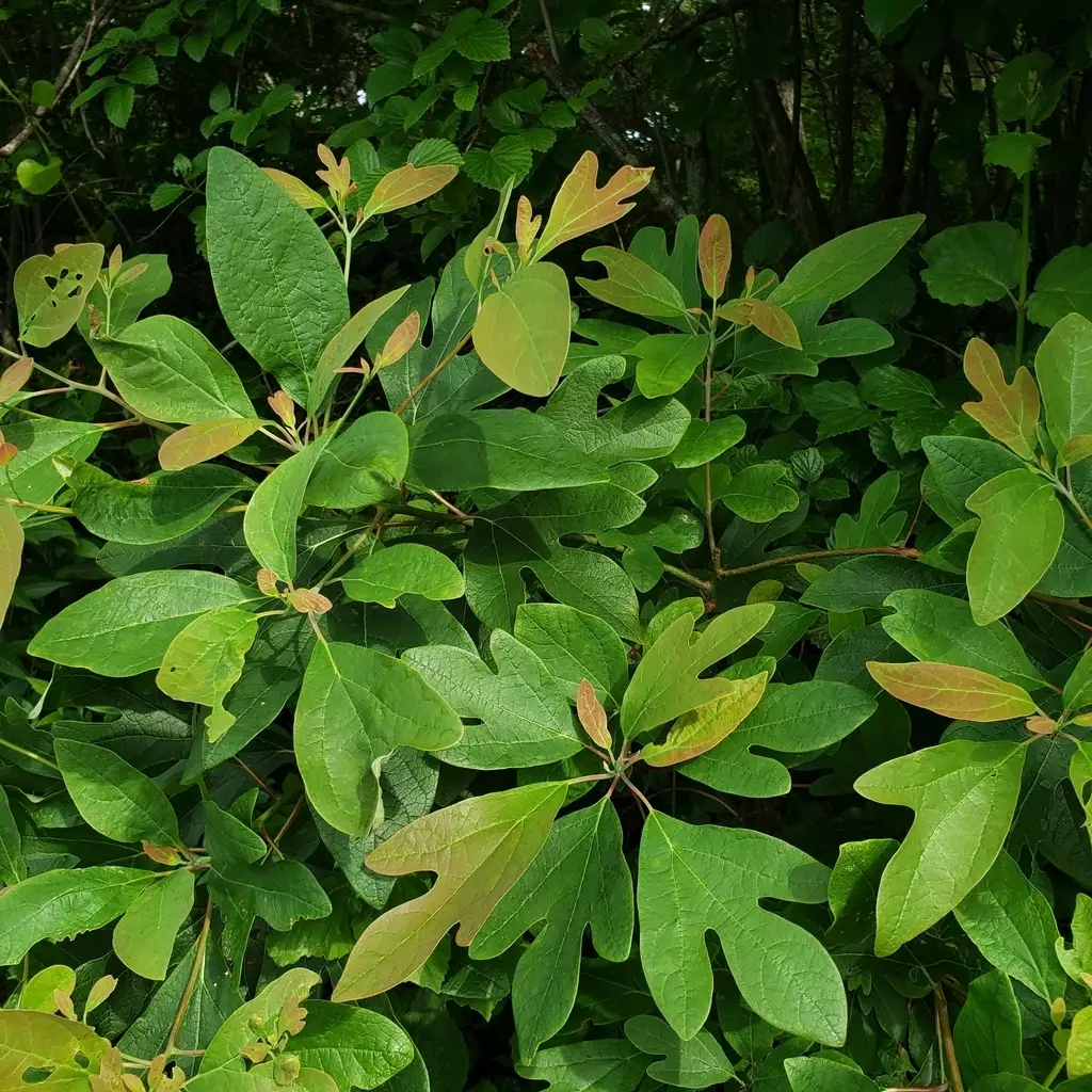 Sassafras Albidum Clean Seed Ornamental Fruit Sassafras