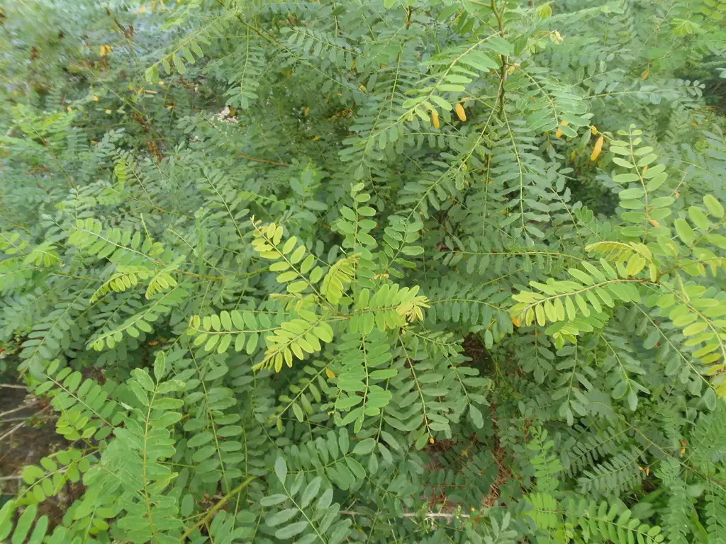 Amorpha fruticosa - Shrub - Bastard Indigobush, Desert False Indigo ...