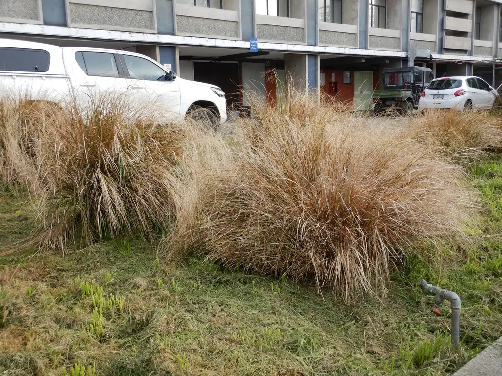 Windgrass Anemanthele lessoniana - Grass,Herb and Grass Seeds,Ornamental Grass ...