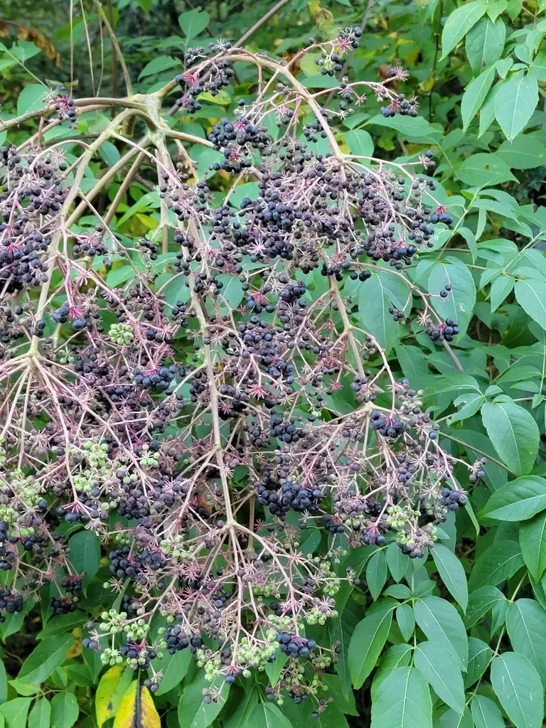 Aralia spinosa clean seed Medicinal Herbs,Shrub Devil's Walking Stick, Devil's Walkingstick