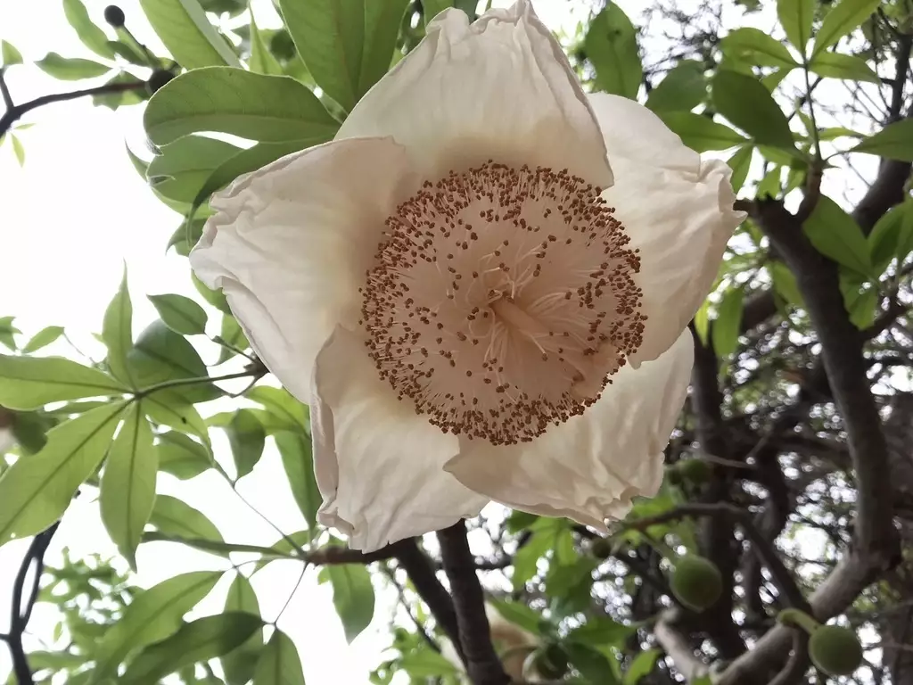 Adansonia digitata tree web page navigation baobab cream of tartar