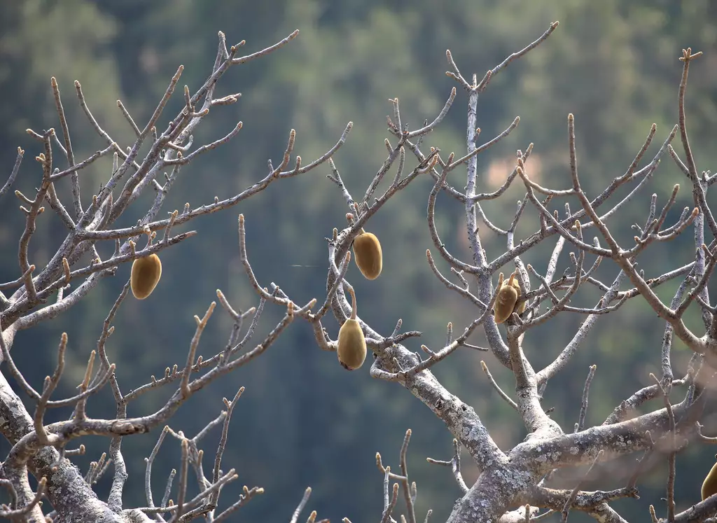 Adansonia digitata tree web page navigation baobab cream of tartar