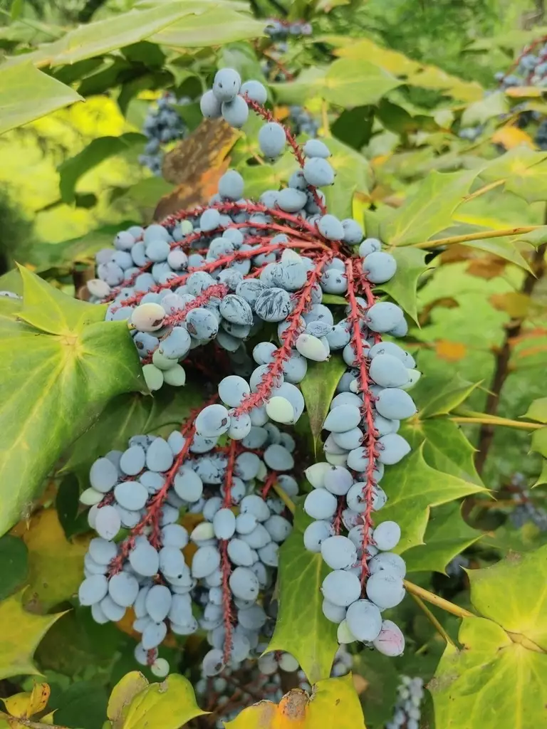 Berberis bealei - Shrub - Beale's Barberry, Leatherleaf Mahonia
