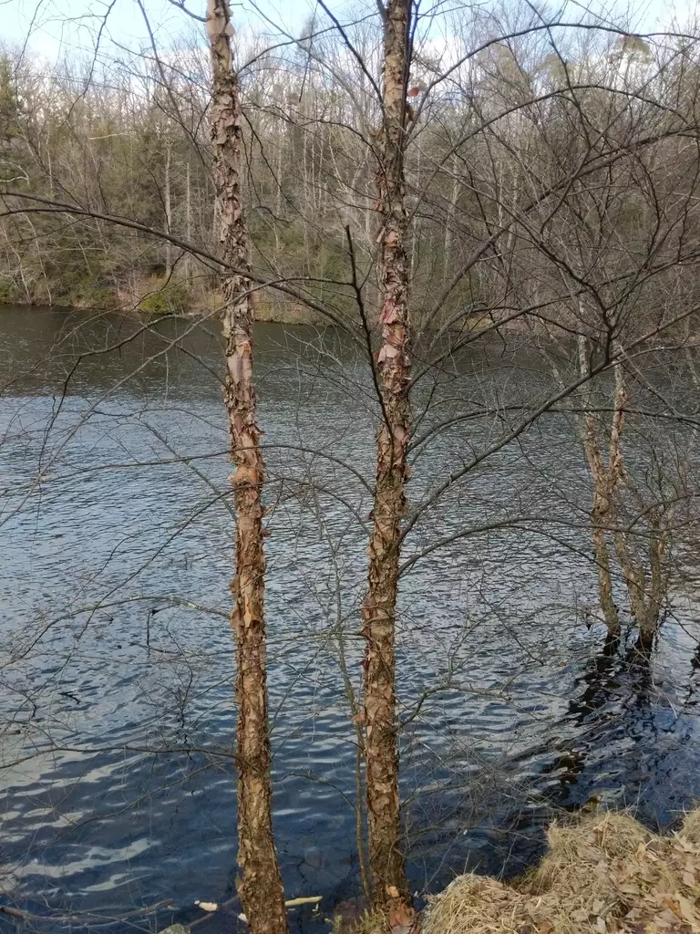 Betula nigra Northern Deciduous River Birch, Water Birch