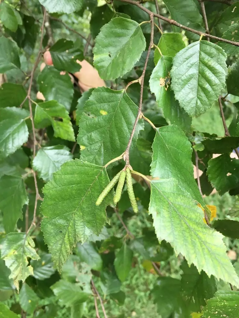 Betula nigra Northern Deciduous River Birch, Water Birch