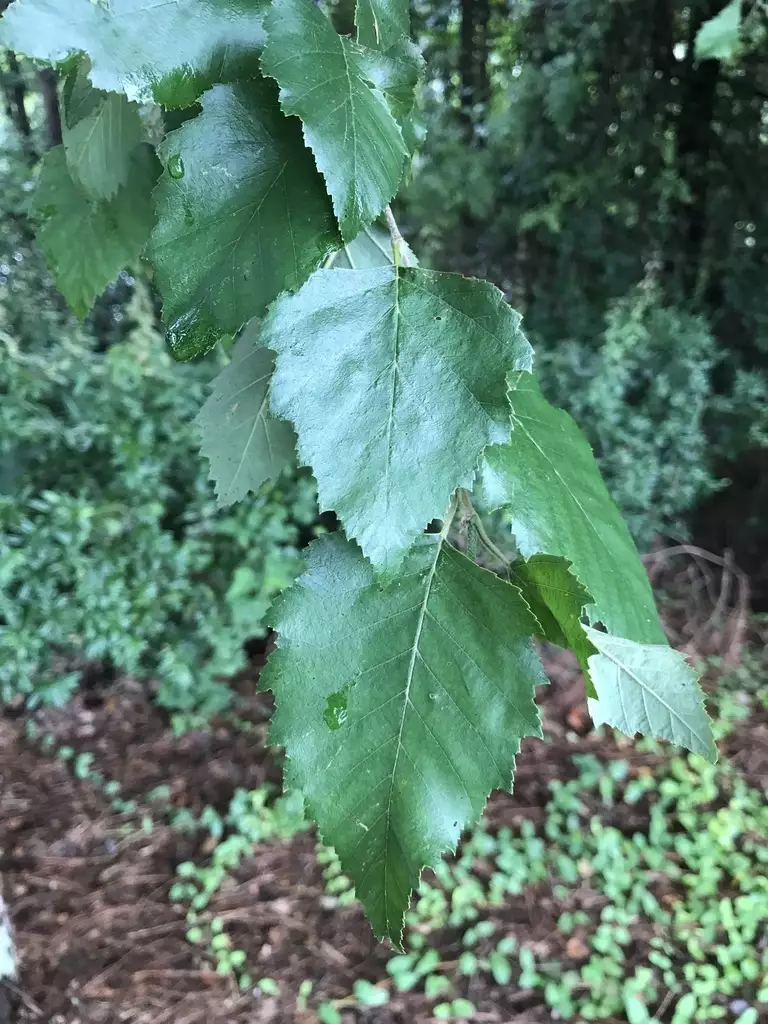 Betula nigra Northern Deciduous River Birch, Water Birch