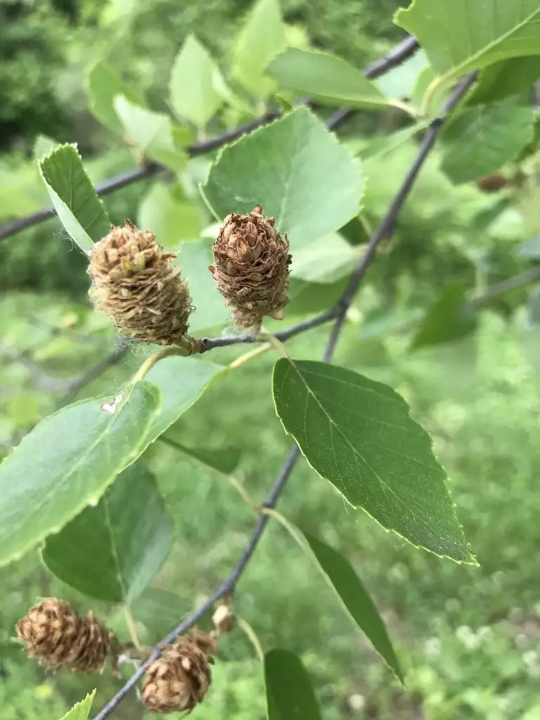 Betula nigra Southern Deciduous River Birch, Water Birch