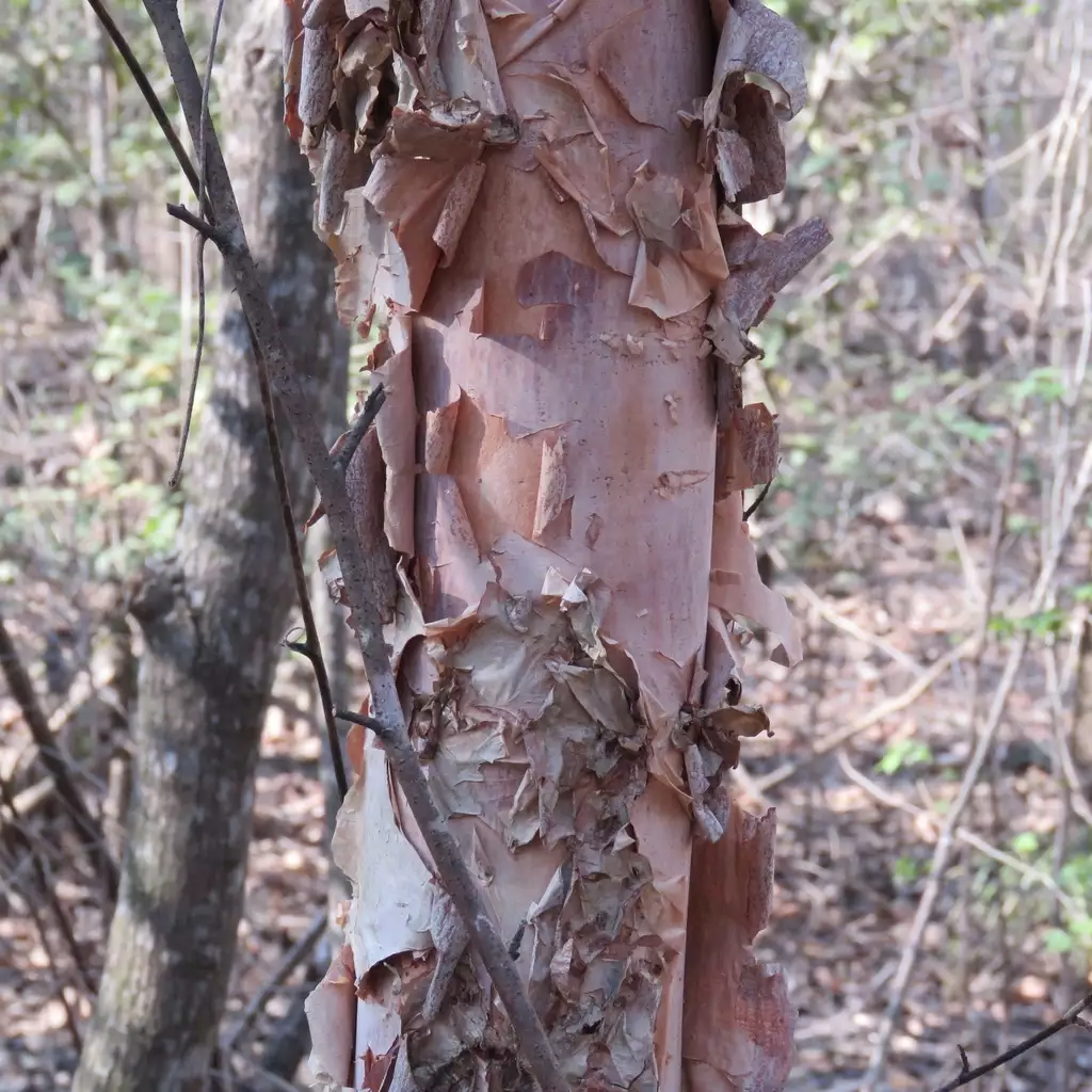 Betula nigra Southern Deciduous River Birch, Water Birch