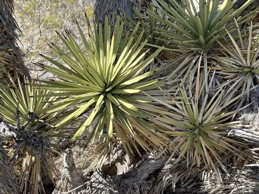 Yucca Brevifolia - Perennial - Joshua Tree, Palm Tree Yucca, Tree Yucca ...