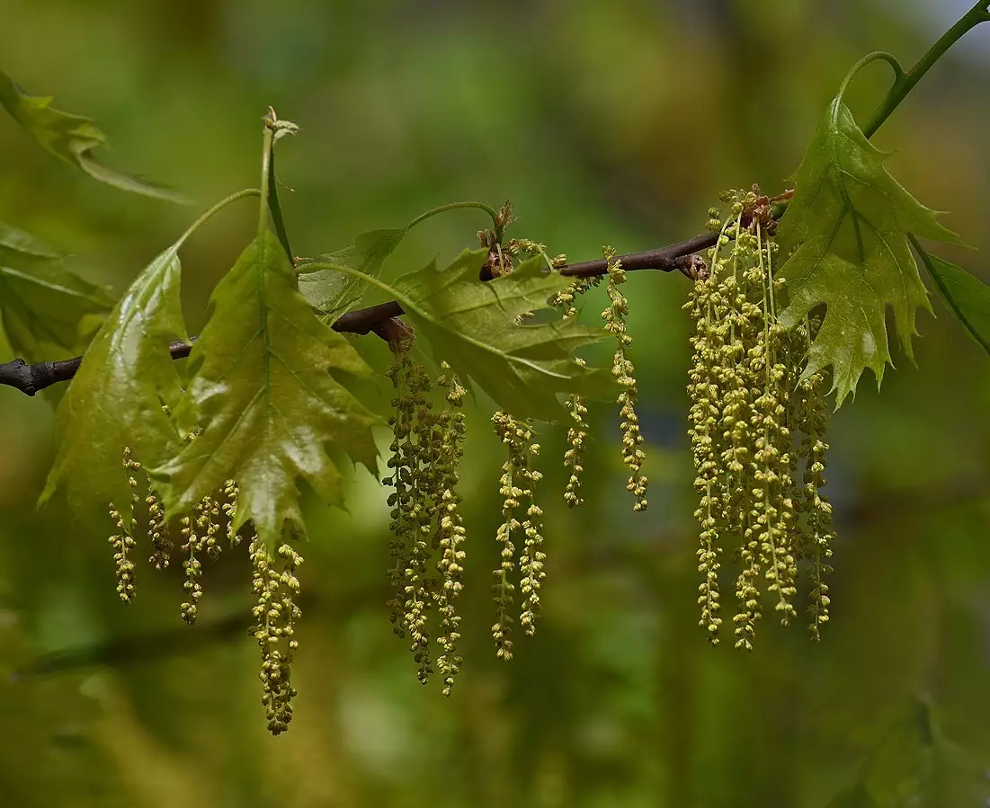Quercus rubra Deciduous,Hardwood,Shade Tree Northern Red Oak