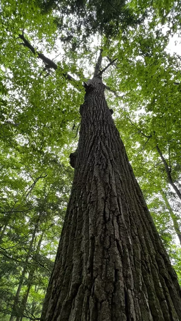 Quercus rubra Deciduous,Hardwood,Shade Tree Northern Red Oak