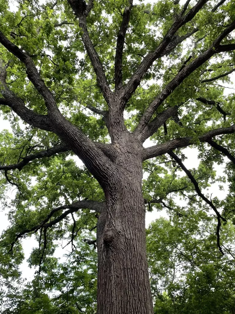 Quercus macrocarpa Northern Zone 5 - Deciduous,Hardwood,Shade Tree ...