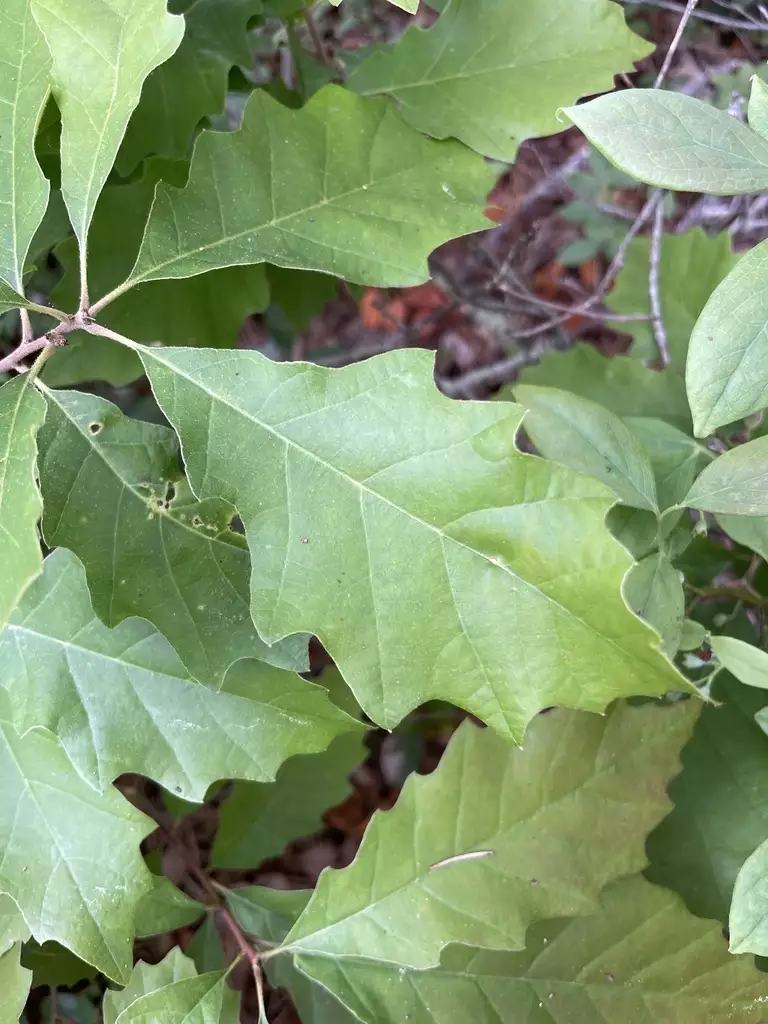 Quercus prinoides - Shrub - Dwarf Chinkapin Oak