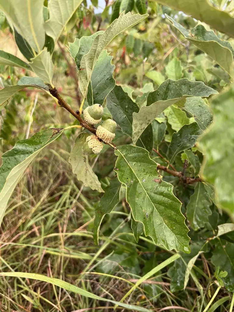 Quercus prinoides - Shrub - Dwarf Chinkapin Oak