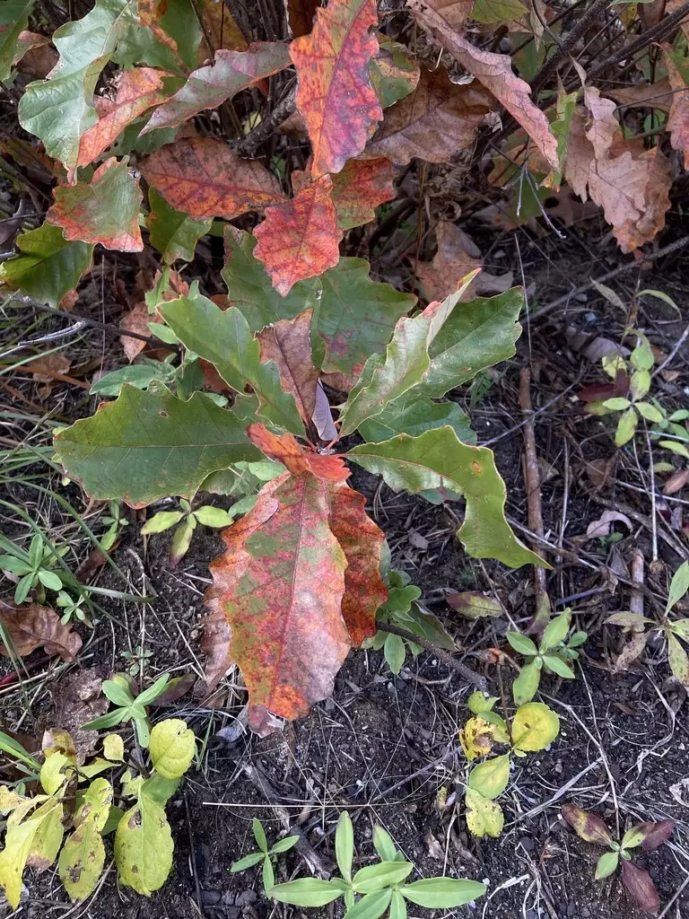 Quercus prinoides - Shrub - Dwarf Chinkapin Oak