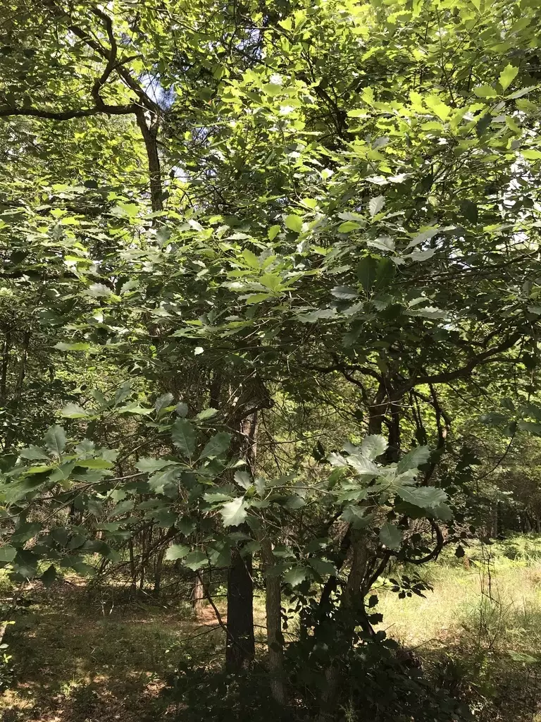 Dwarf Chinkapin Oaks For Sale , Chinquapin Trees for Sale – IUQV