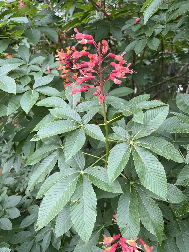 thumbnail image 2 of Live Dwarf Red Buckeye Tree - 9-11" Tall In Container - Includes Free Orange Tree! 2 of 5