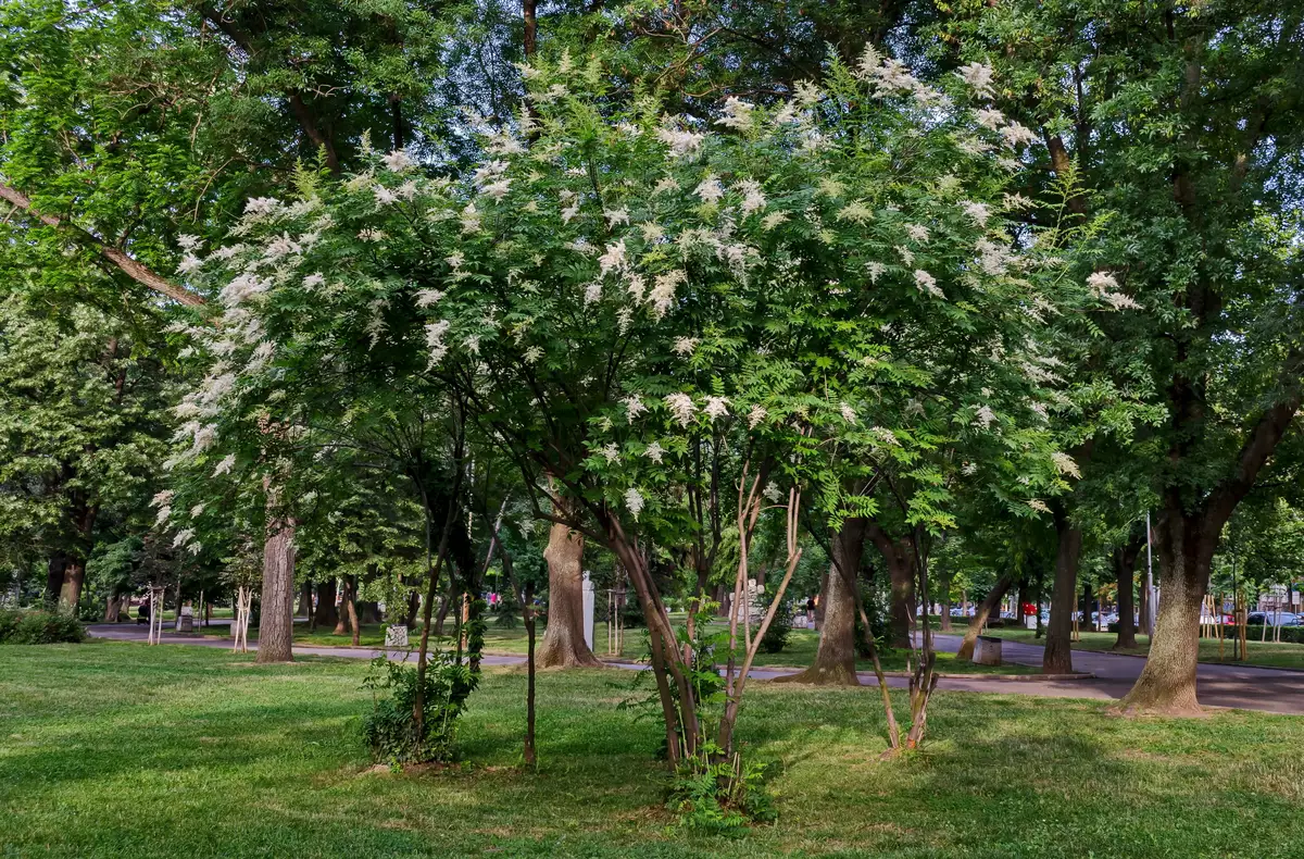 Syringa reticulata - Flowering Tree - Japanese Tree Lilac