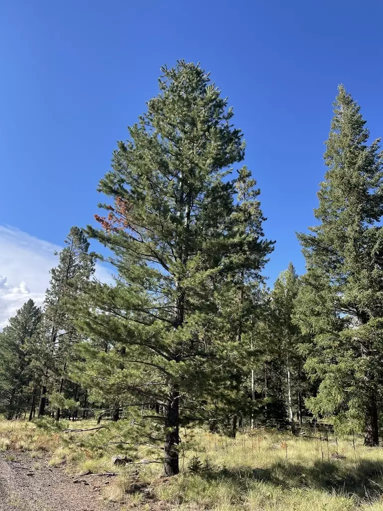 Pinus strobiformis - Conifer - Border Pine, Chihuahua White Pine ...