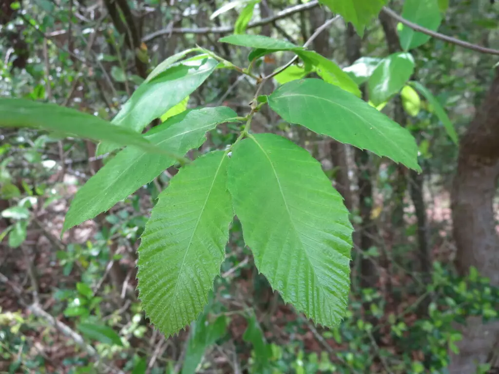 Castanea pumila var. ashei - Edible Fruit/Nuts,Fruits,Medicinal Herbs ...