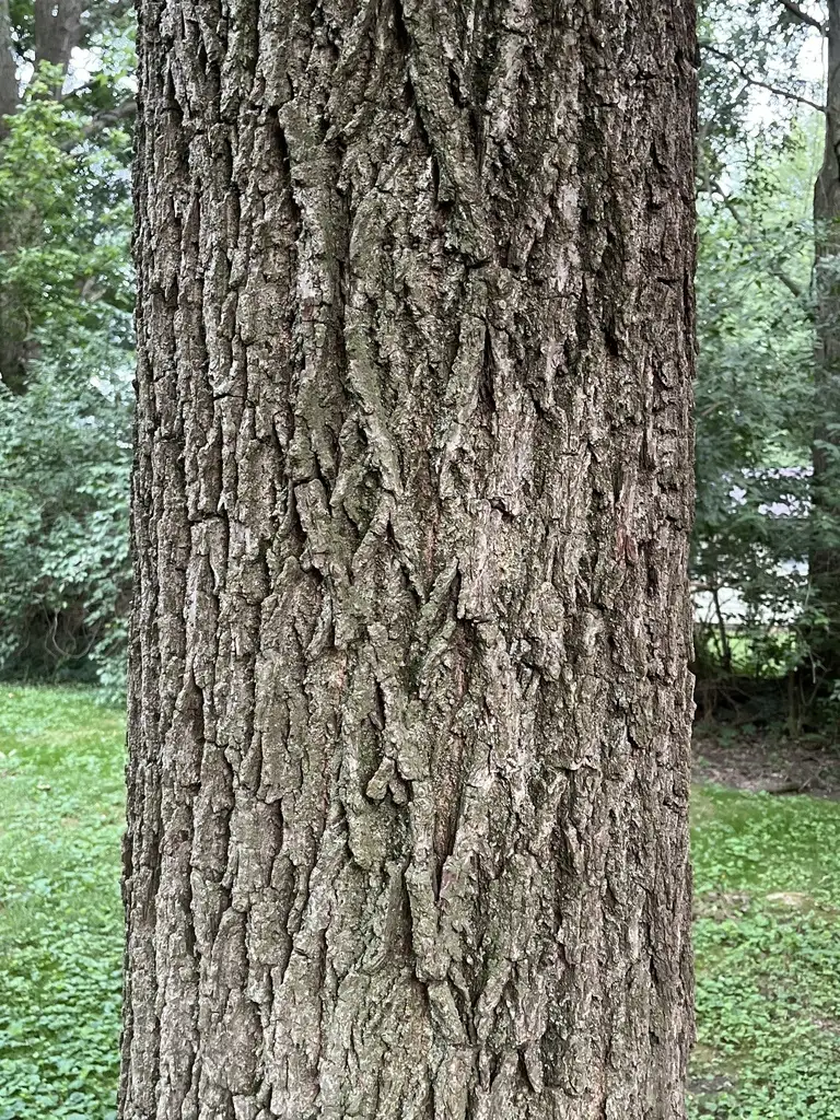 Walnut Tree Decidious Juglans nigra Southern - Deciduous,Edible Fruit/Nuts,Fruits,Hardwood ...