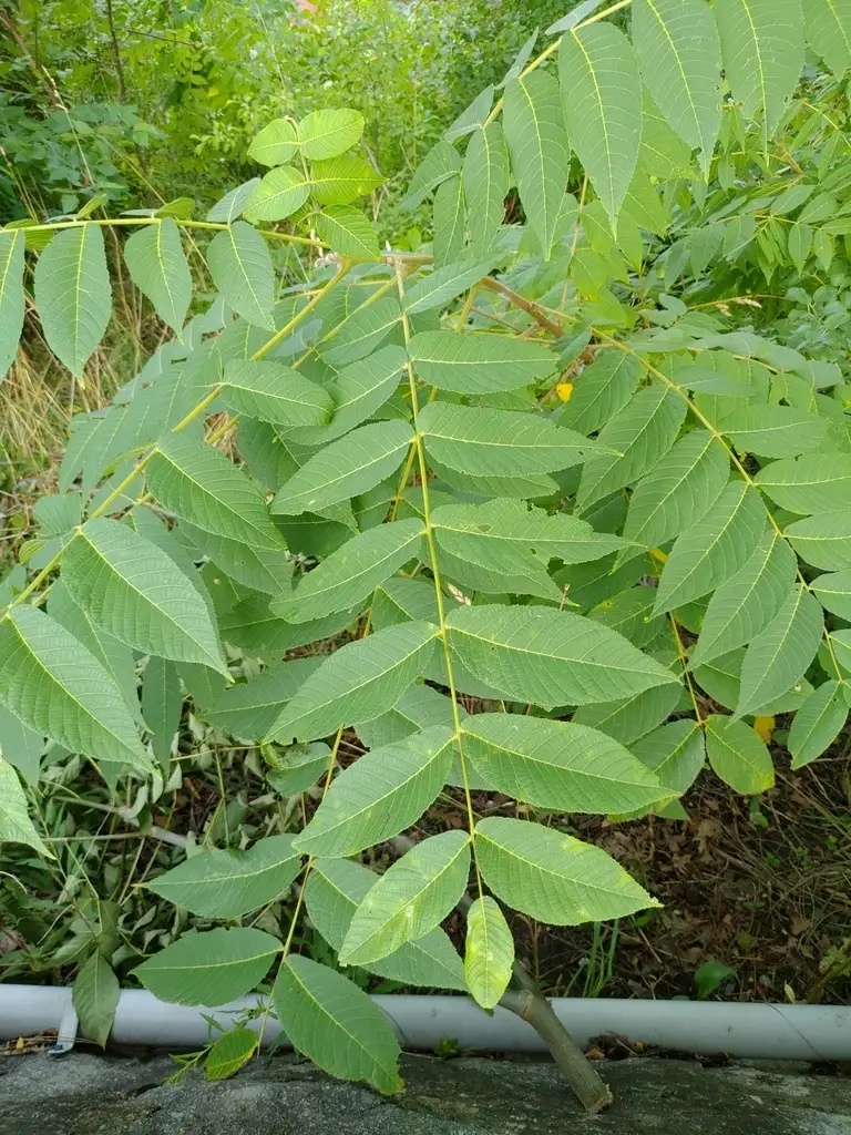Walnut Tree Decidious Juglans nigra Southern - Deciduous,Edible Fruit/Nuts,Fruits,Hardwood ...